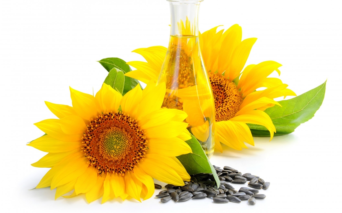 Ulei de floarea-soarelui - proprietati benefice si contraindicatii, cum sa luati - Ceai