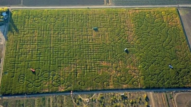 Cel mai mare labirint din lume din lanul de grâu