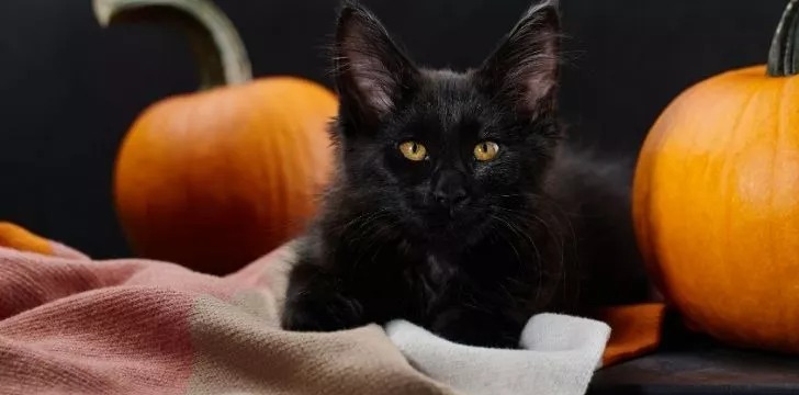 O pisică neagră cu doi dovleci