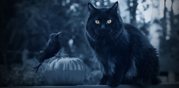 O pisică neagră și o mierlă