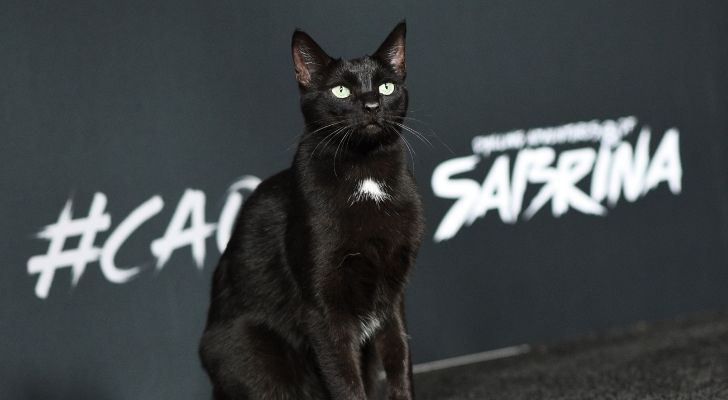 O imagine a pisicii Salem din Sabrina Vrăjitoarea Adolescentă