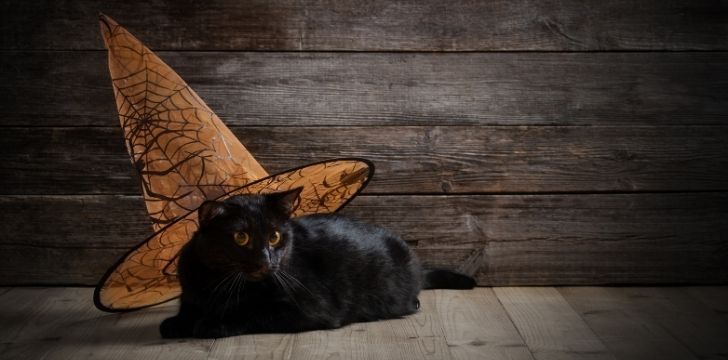 O pisică neagră cu o pălărie de vrăjitoare