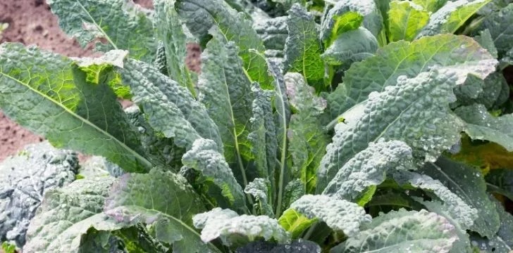 Kale în creștere și gata de a trage