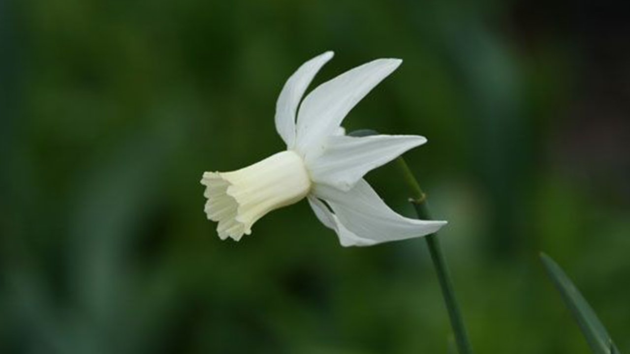 Narcissus-cyclamineus-(Narcis-Cyclamineus)
