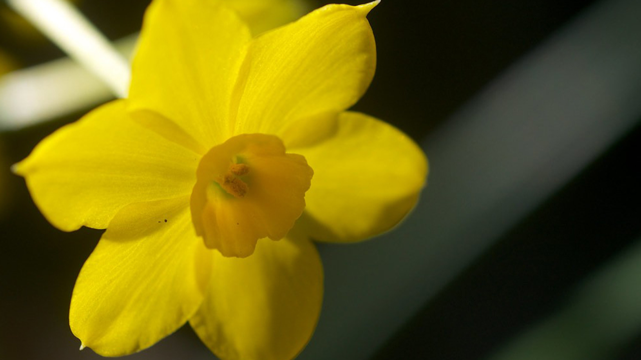 Narcissus-jonquilla-(Narcis-Jonquilla)