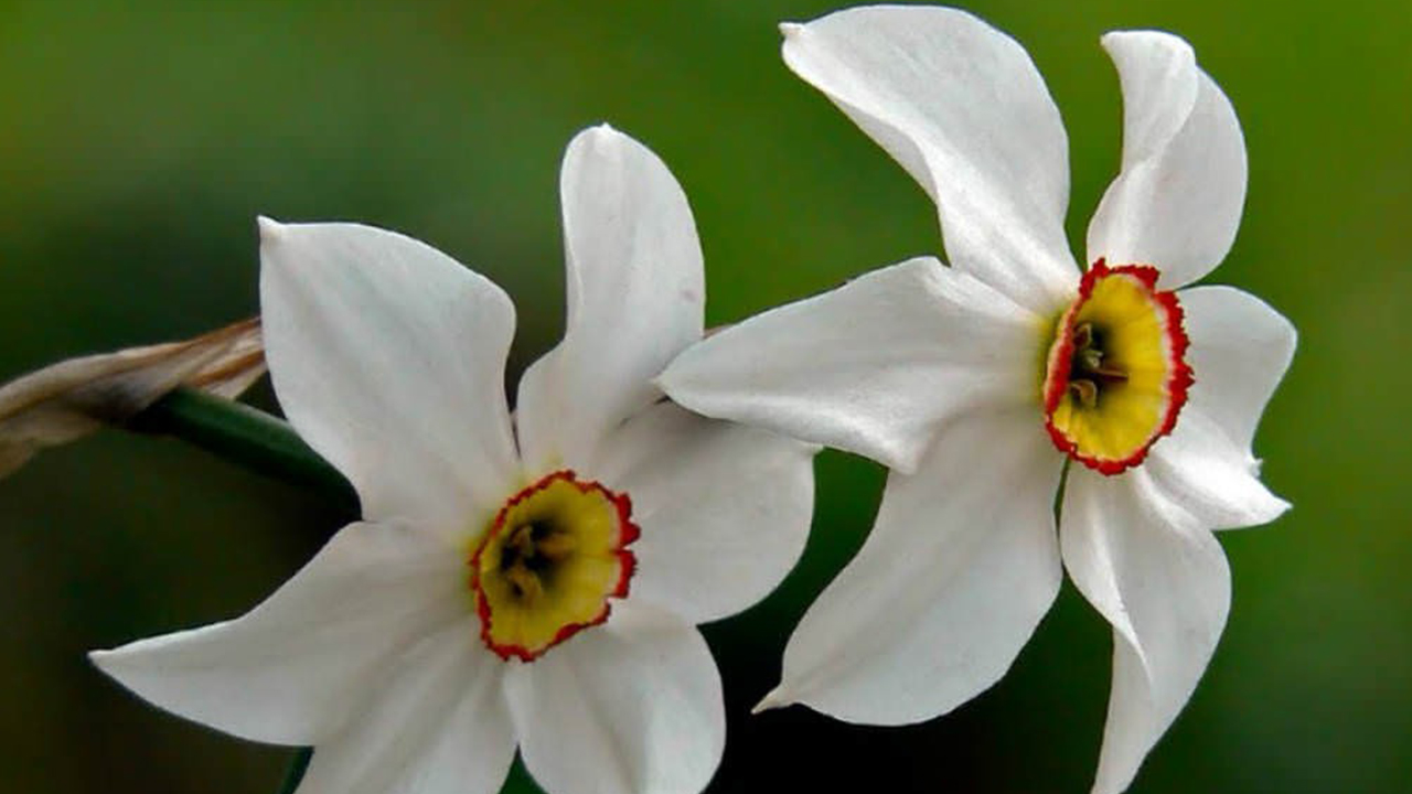 Narcissus-poeticus-(Narcis-Poetic)