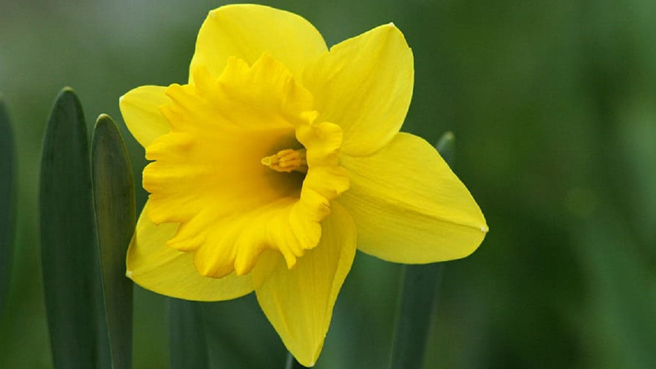 Narcissus-pseudonarcissus-(Narcis-Galben)