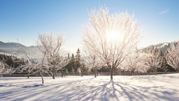 Descoperă Fascinanta Ninsoare a Mieilor: O Minune a Primăverii Care Înfrumusețează Peisajele de Iarnă