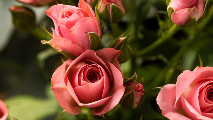 Trandafirii: Eleganță, Parfum și Frumusețe Eternă