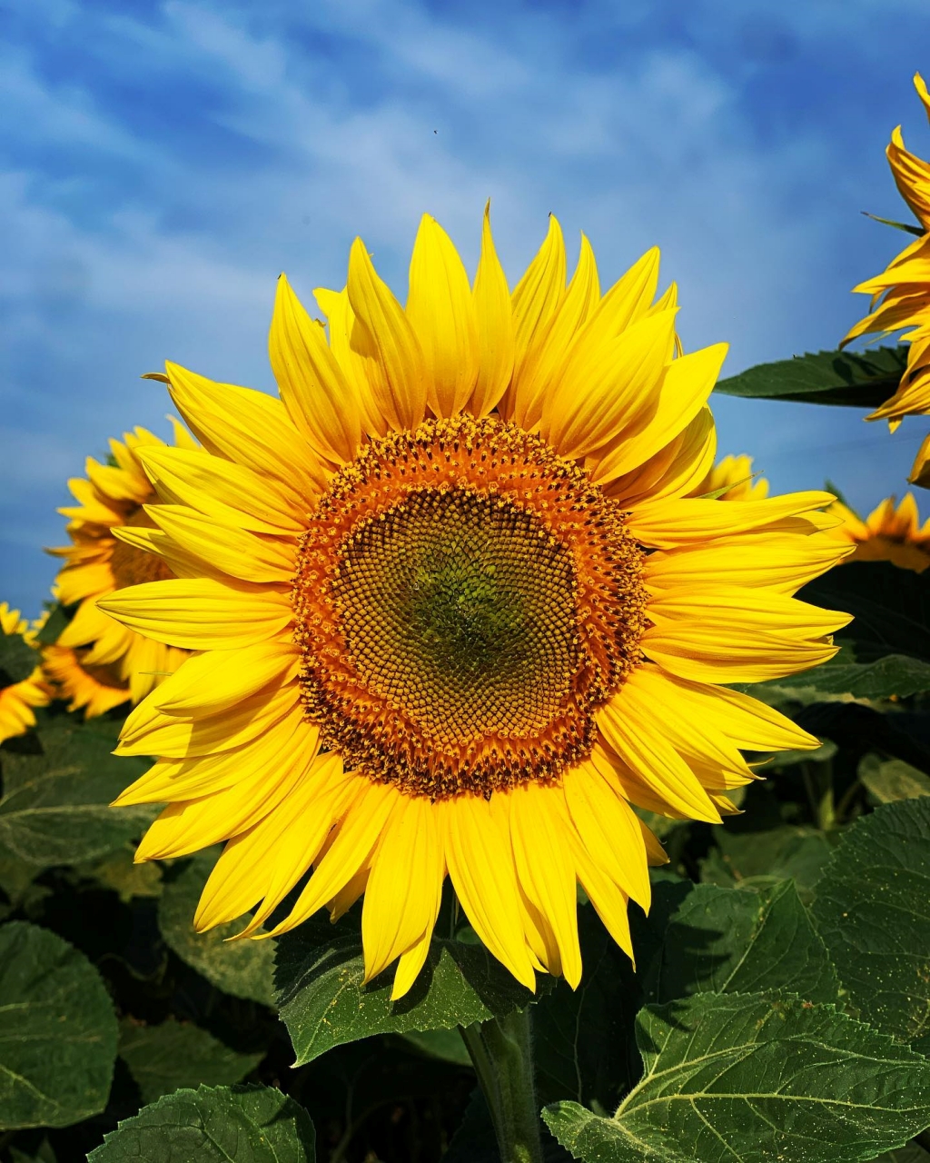  Fascinația Florii Soarelui: De la sămânță la splendoarea florilor de un galben auriu